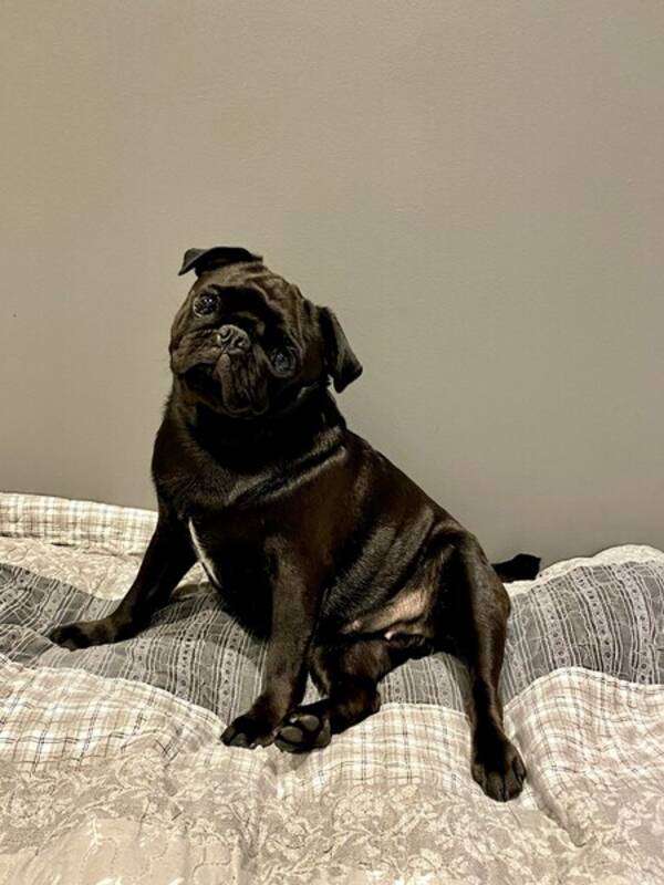 Hund - Mops, Marcy
