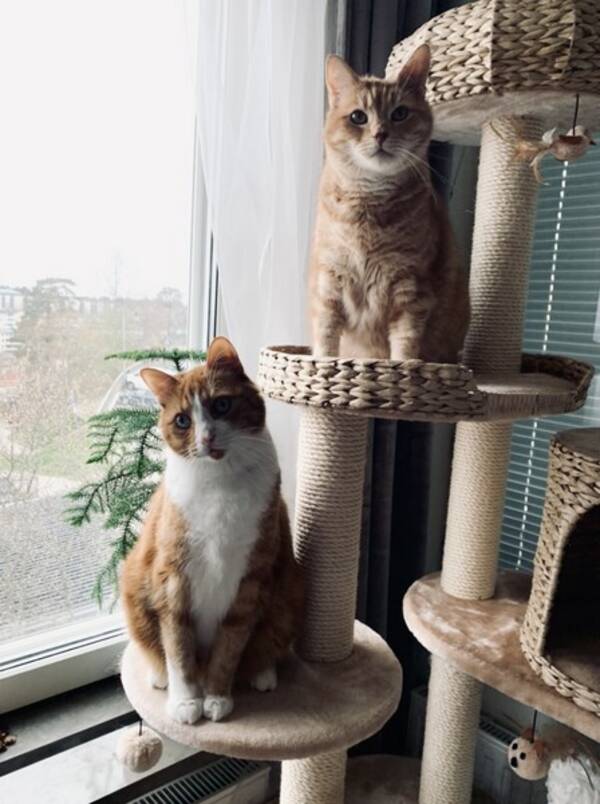 Katt - Katterna Zlatan och Plutten Katt - Katterna Zlatan och Plutten