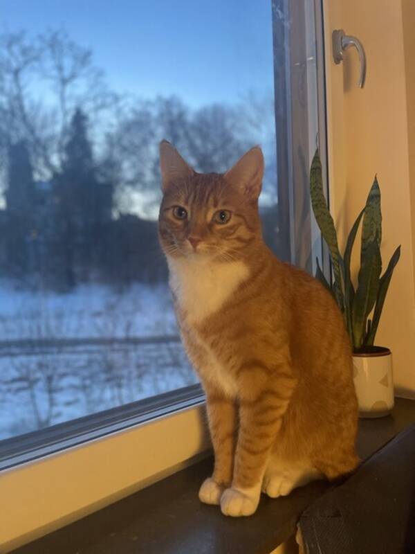 Katt - Katten Brje