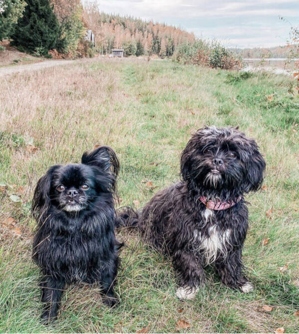 Hund - Zigge Sula Hund - Zigge Sula