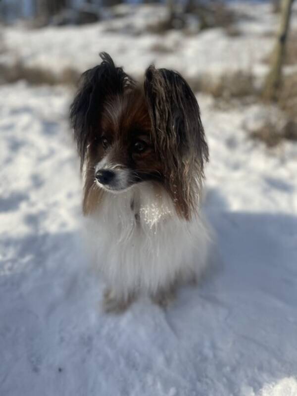 Hund - Papillon Mille Hund - Papillon Mille