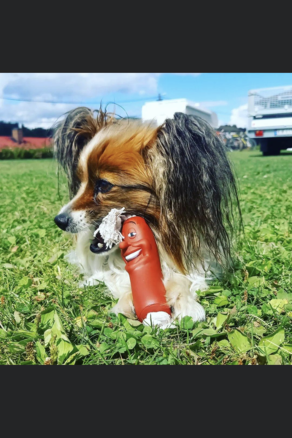 Hund - Papillon Mille Hund - Papillon Mille