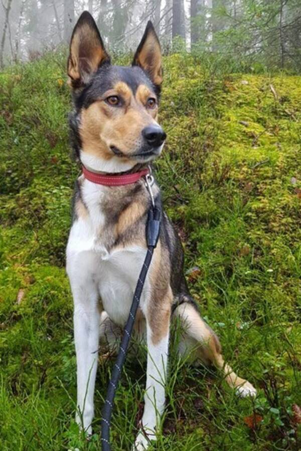 Hund - Alaska huskey