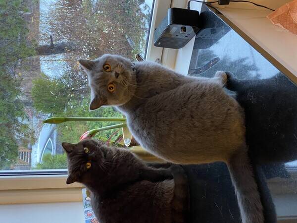 Katt - Lotte og Luna