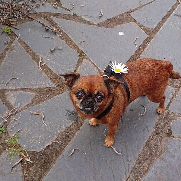 Hund - Peanut The Atomic Dog