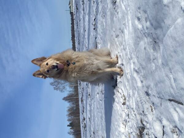 Hund - Hrlig Schfer/Vit Herde