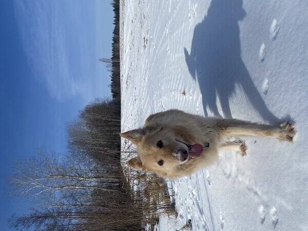 Hund - Hrlig Schfer/Vit Herde