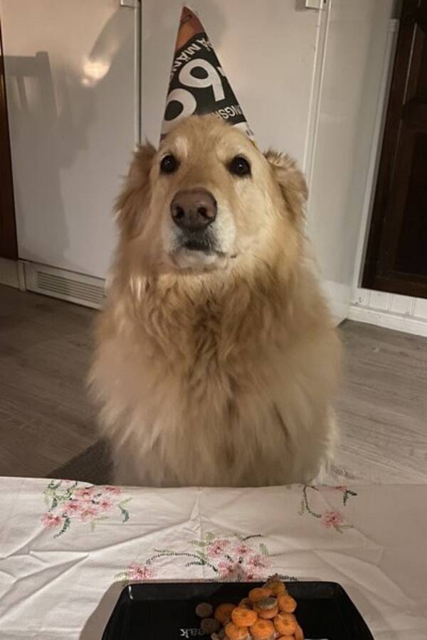 Hund - Hrlig Schfer/Vit Herde