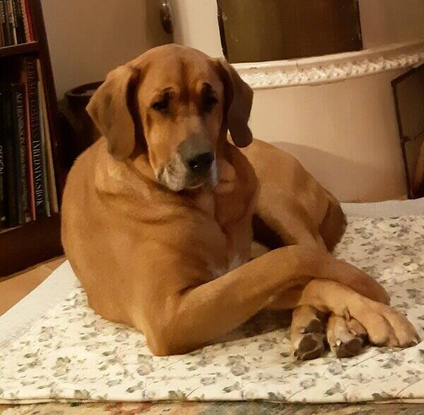 Hund