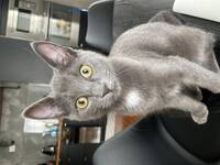 Gr huskatt med noe striper