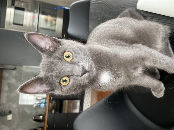 Katt - Gr huskatt med noe striper