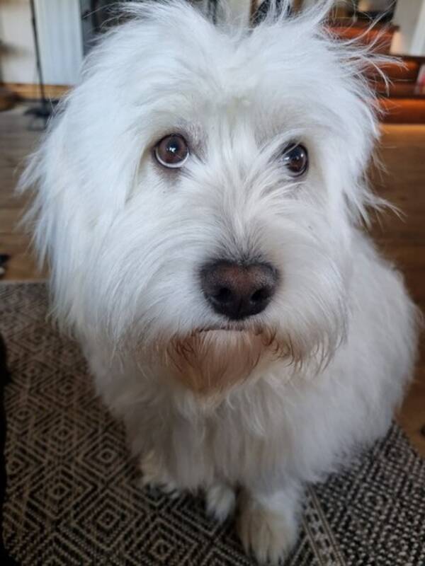 Hund - Marley,Blandras
