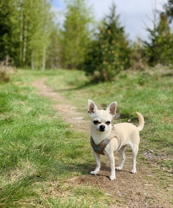 Hund - Chihuahua Ella