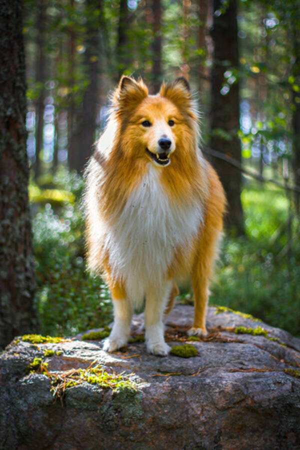 Hund - shetland sheepdog