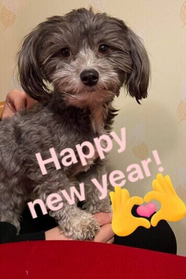 Hund - Bichon  Havanais Happy 