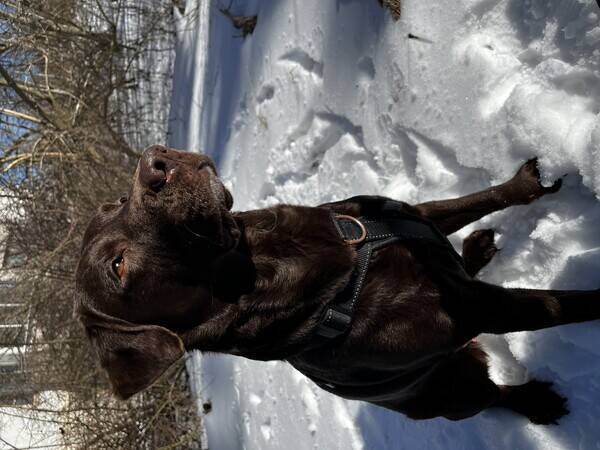 Hund - Bruna labradoren Selma