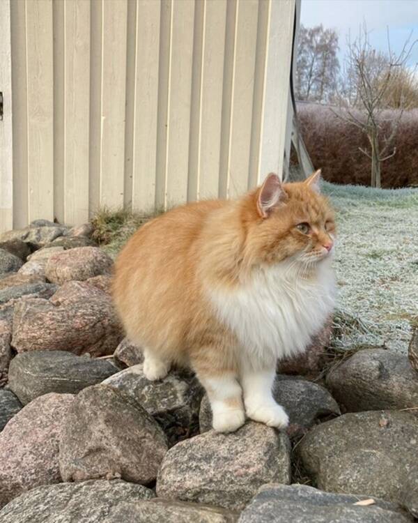 Katt - Ginger