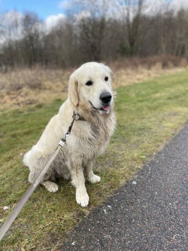 Hund - Golden Retriver Alfred
