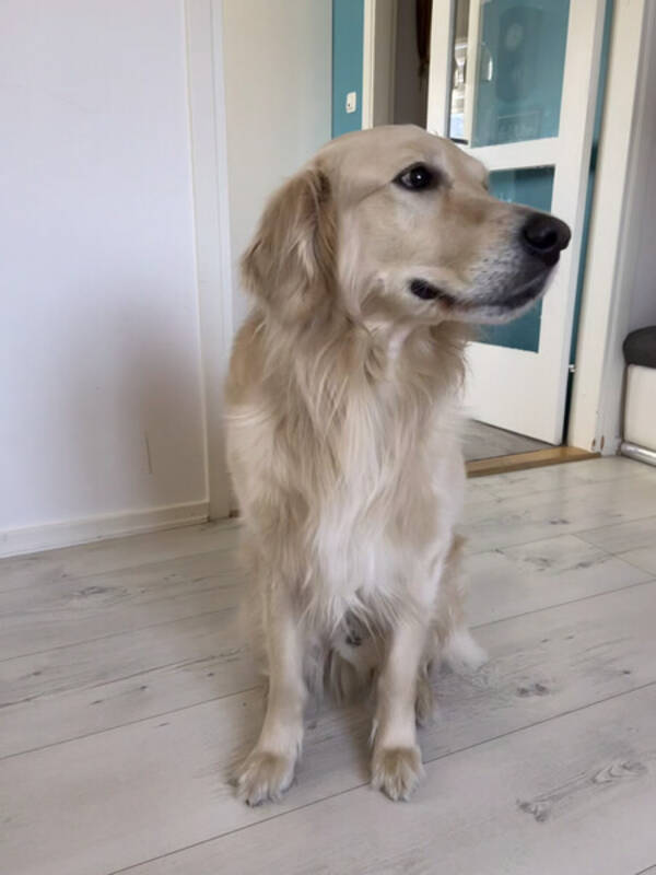 Hund - Golden Retriver Neo 