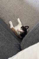 Katt