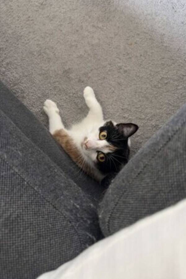Katt