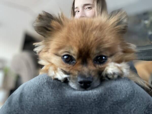Hund - Pomchi Kylie  Hund - Pomchi Kylie