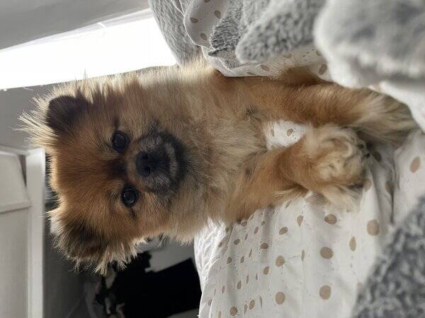 Hund - Pomchi Kylie  Hund - Pomchi Kylie