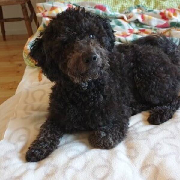 Hund - Pudel Ludde  3,5 r 