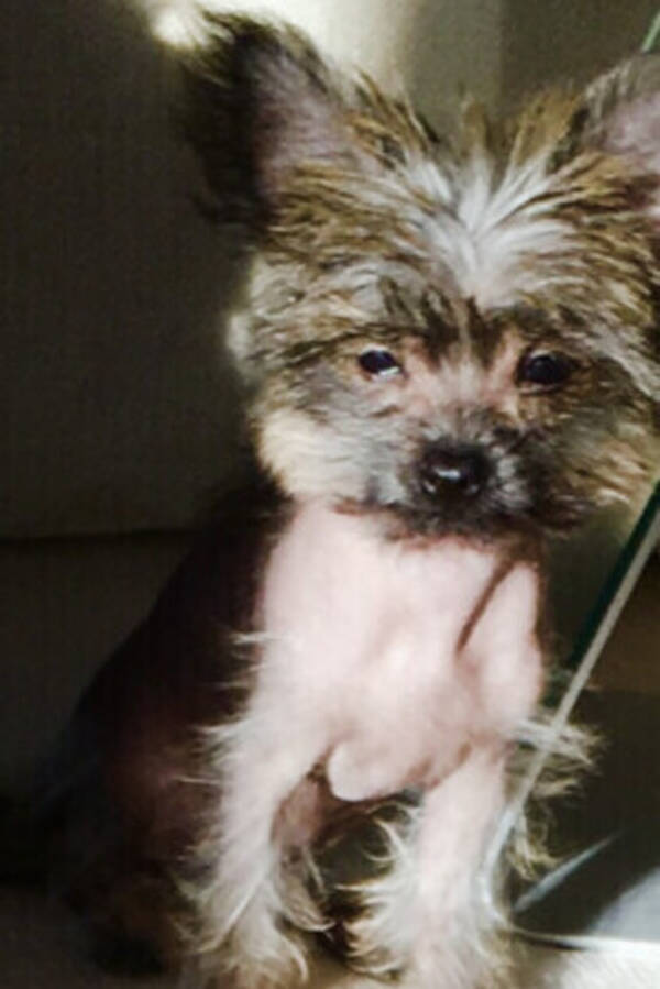 Hund - vovve 1,5kg
