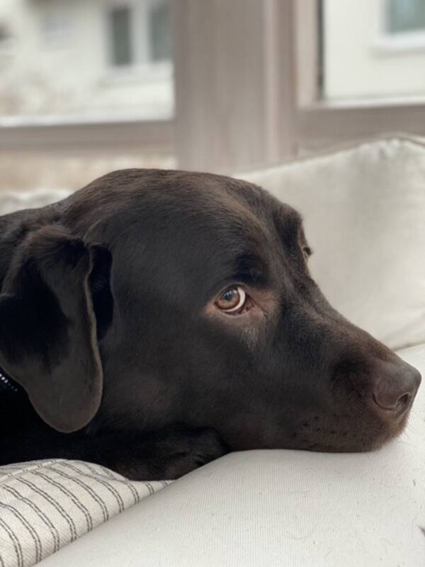 Hund - labrador 