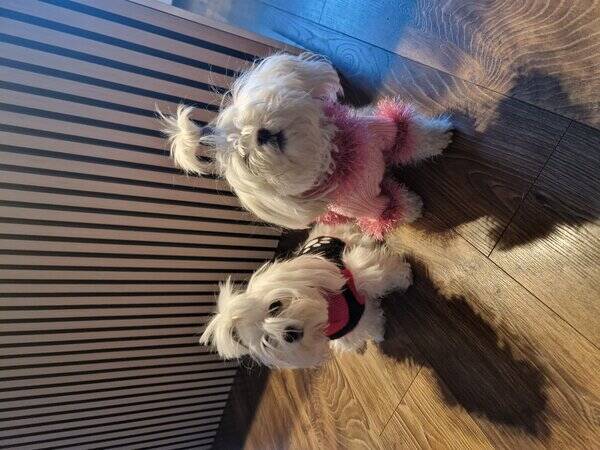 Hund - Maltser