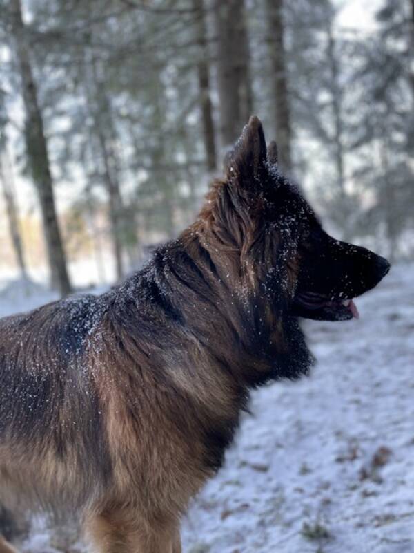 Hund - Langhåret schæfer  Hund - Langhåret schæfer