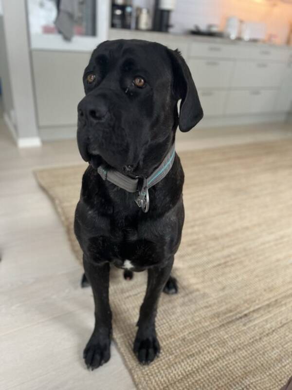Hund - Simson