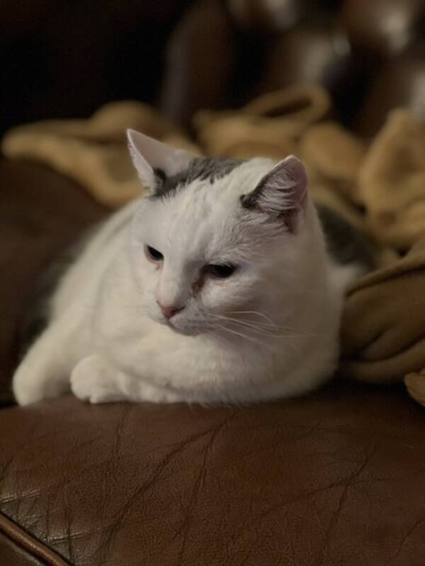 Katt - Tuffingen Silver