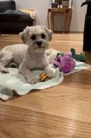 Blandings hund Casper