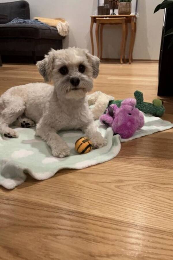 Hund - Blandings hund Casper