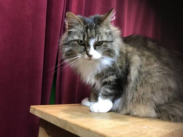 Katt - Mamsell 