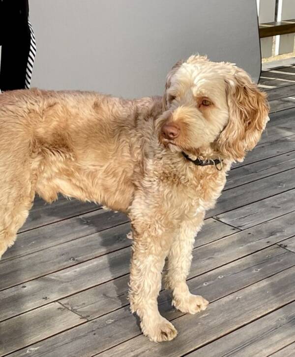 Hund - Anton Cupcake