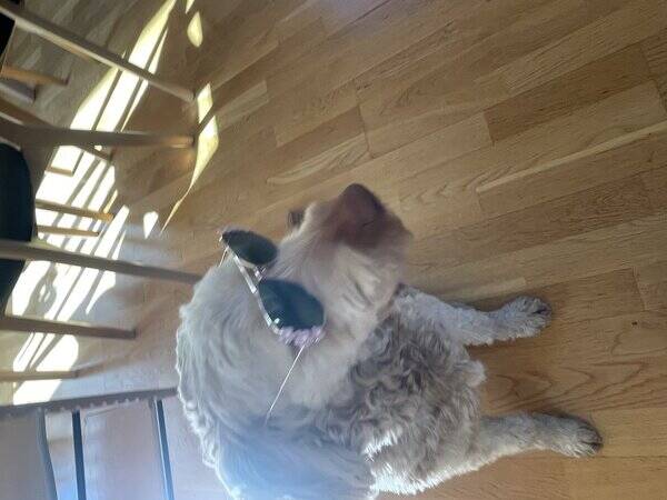 Hund - Anton Cupcake