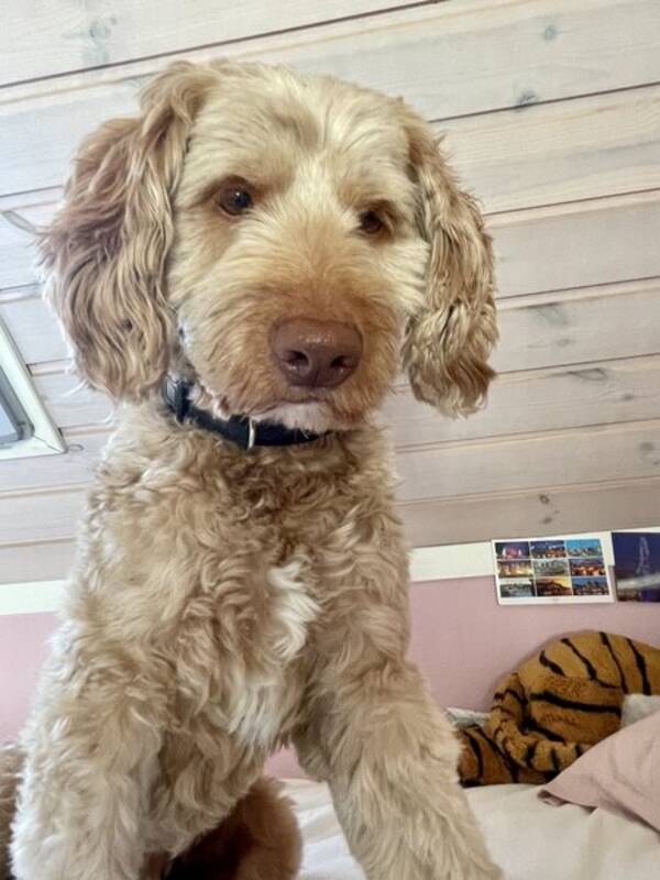 Hund - Anton Cupcake