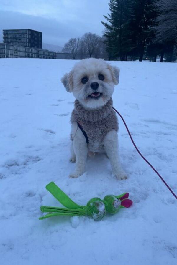 Hund - Blandings hund Casper