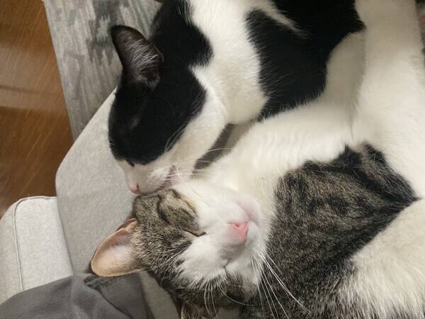 Katt - Trex och Trixy