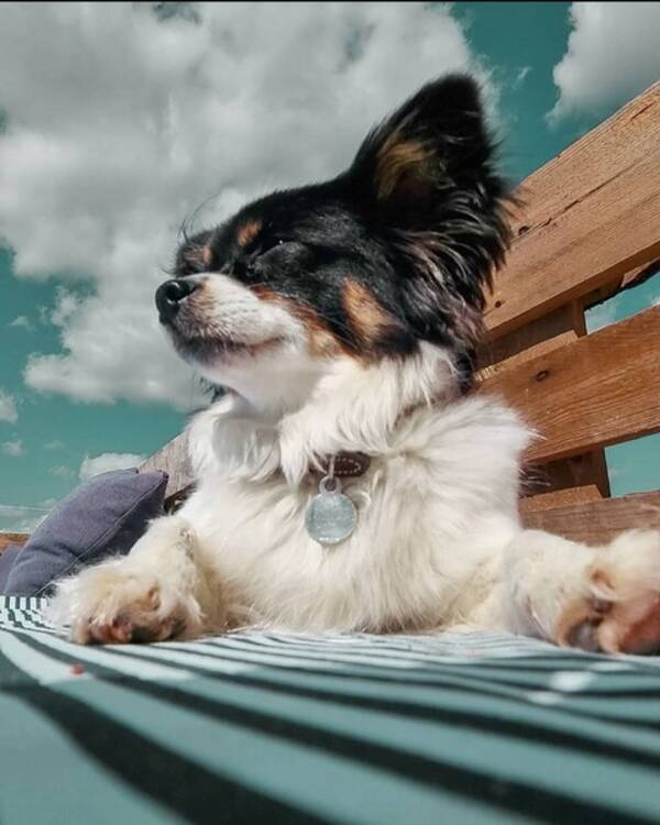Hund - Molly- chihuahua/papillon 