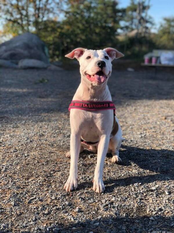 Hund - AMANI 