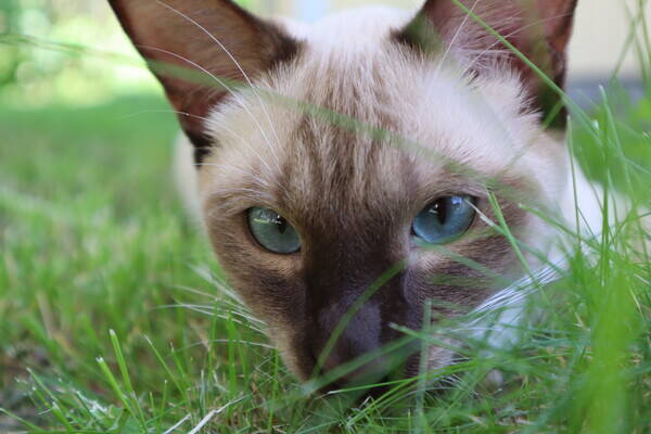 Katt - Siamesen Bruno