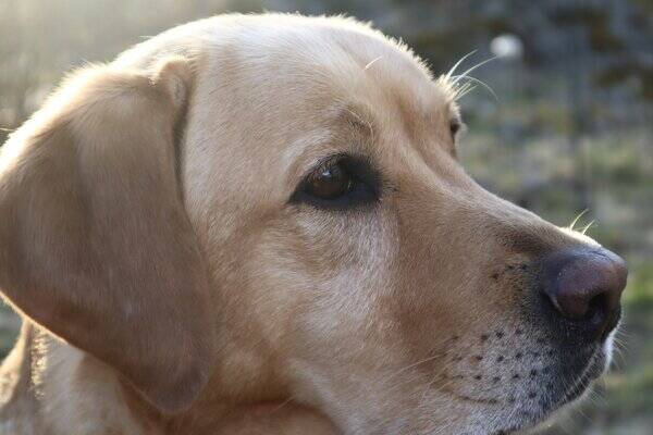 Hund - Labradoren Bianca
