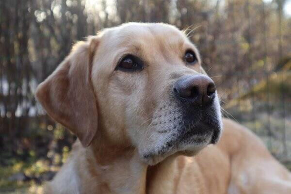 Hund - Labradoren Bianca