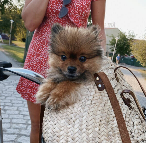 Hund - Pomeranian Molle