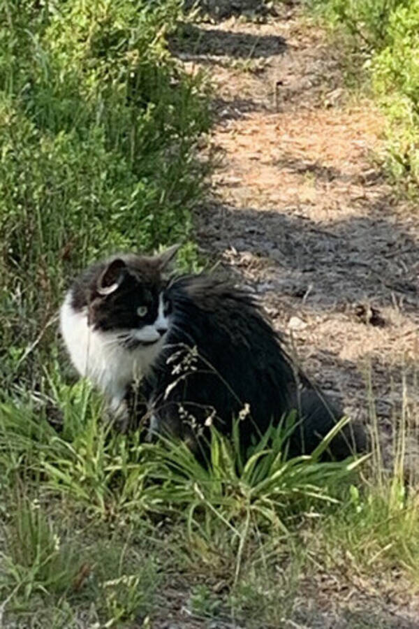 Katt