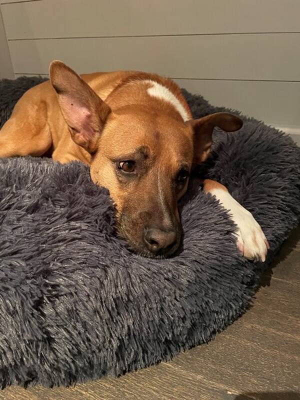 Hund